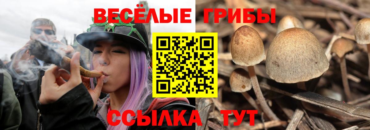 Псилоцибиновые грибы Cubensis  как найти наркотики  Элиста  Галлюциногенные грибы Magic Shrooms  Вход с VPN 